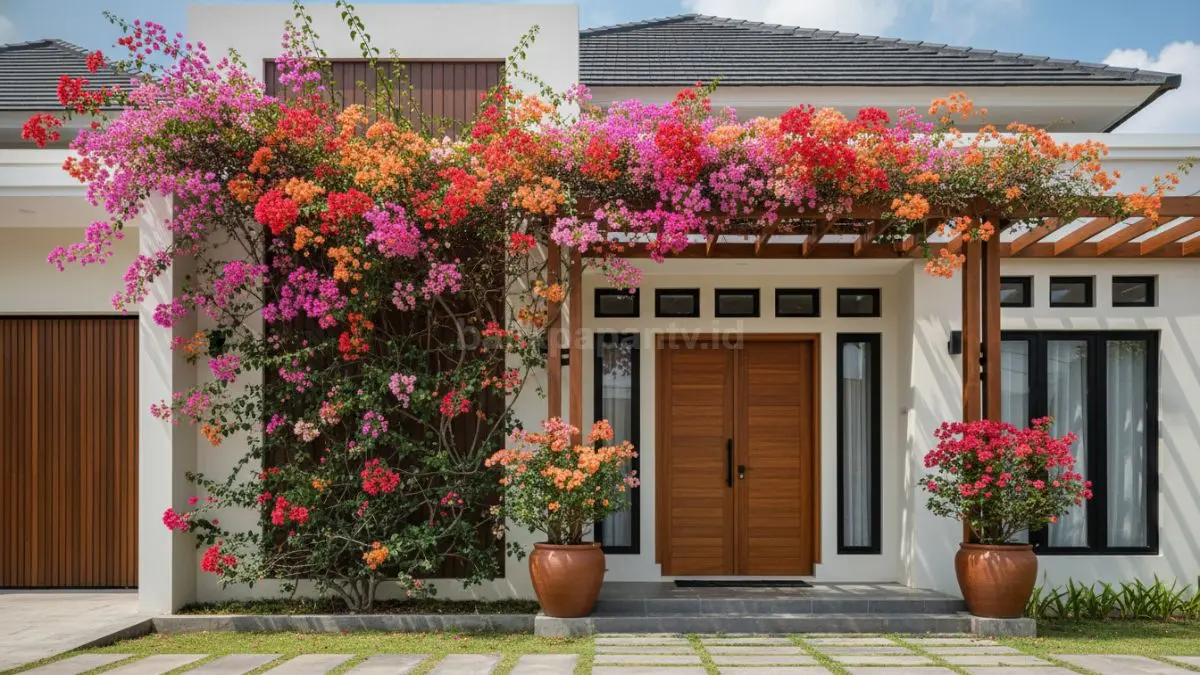 Bougenville warna cerah mempercantik teras rumah tropis modern tahun 2026