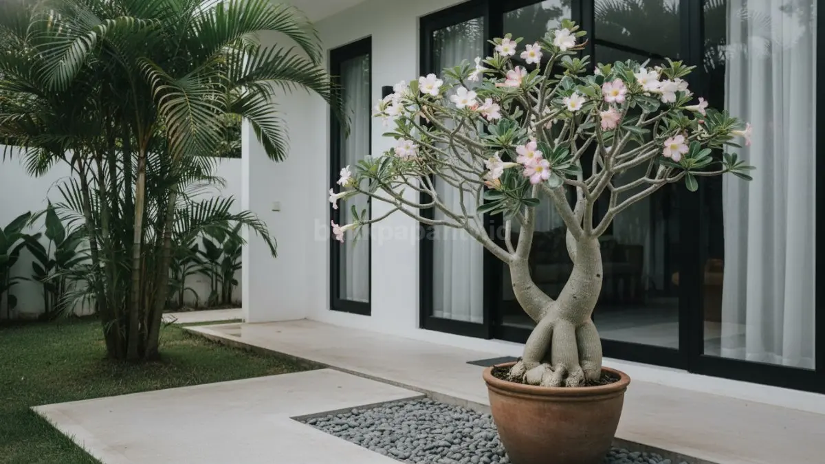 Kamboja Jepang cocok untuk rumah tropis santai dengan batang unik dan tampilan sculptural menarik minimalis