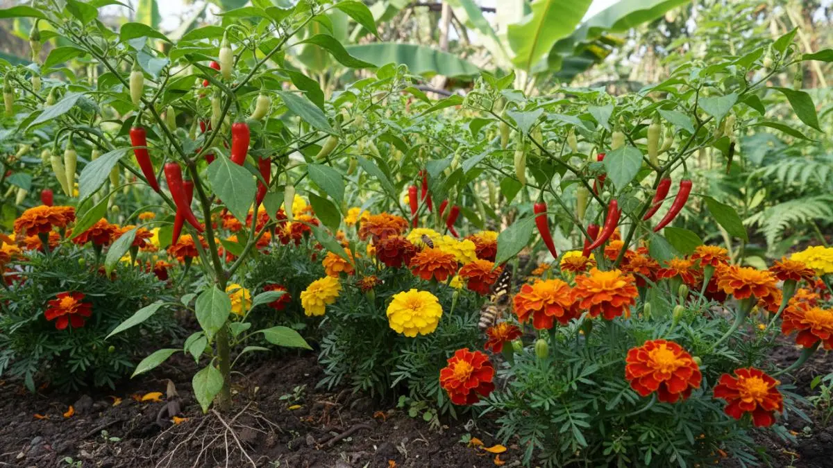 Marigold membantu melindungi cabai dari hama tanah sekaligus menarik penyerbuk alami ke area kebun. (BTV/AI)