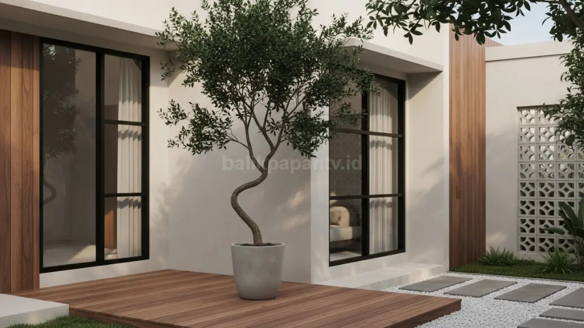 Olive Jepang menghadirkan siluet artistik cocok untuk rumah Japandi modern minimalis tropis yang elegan alami
