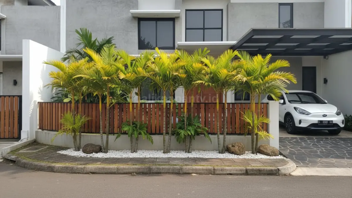 Palem kuning menghadirkan suasana sejuk, rapi, dan elegan untuk mempercantik pagar maupun area carport rumah modern.