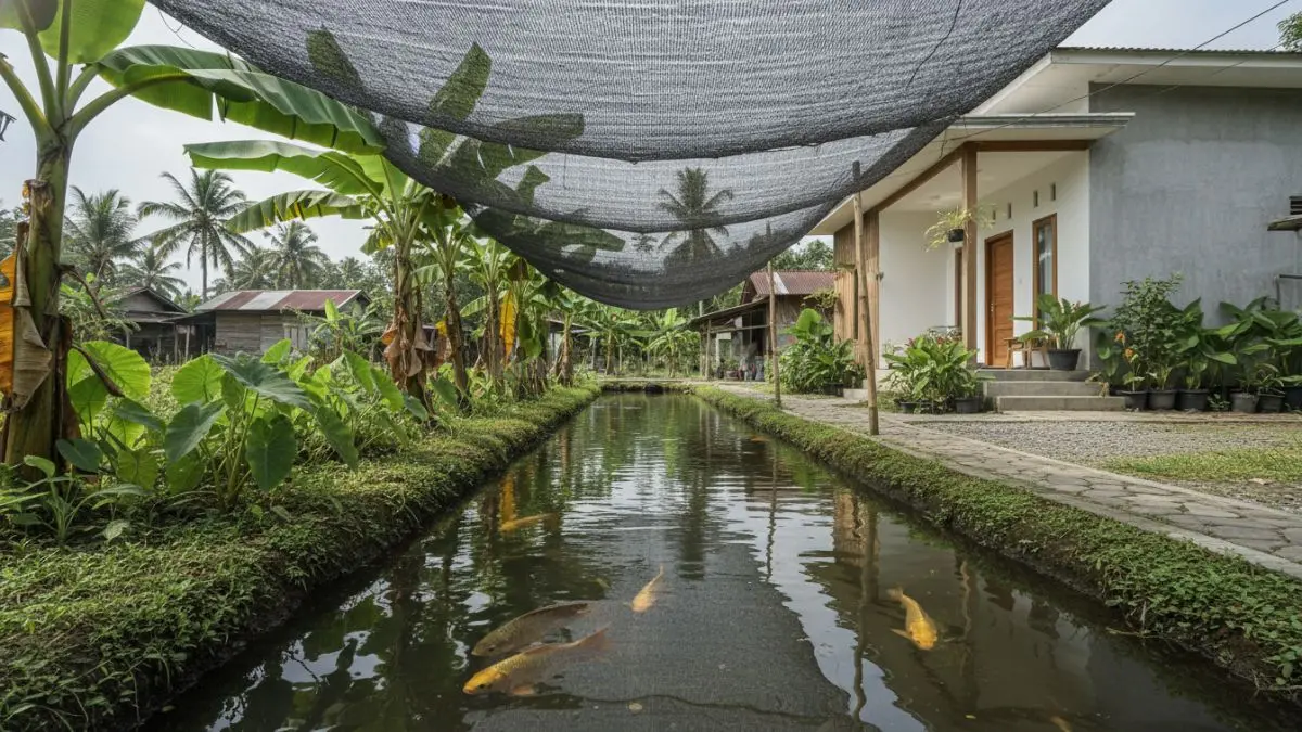 Parit tanah tradisional bernaungan pohon pisang menjaga budidaya ikan tetap teduh, murah, dan efektif. (BTV/Ai)

