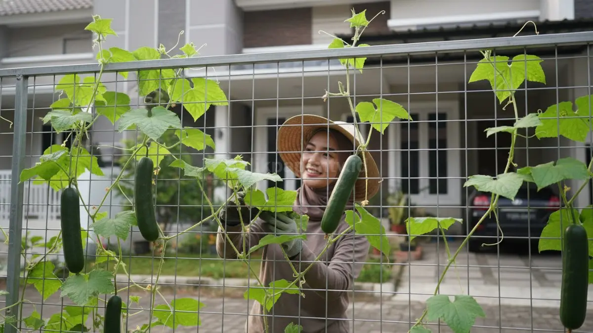 Timun Jepang dirambatkan horizontal di pagar wiremesh, menghasilkan buah rapi, mudah dipanen, dan hemat lahan.