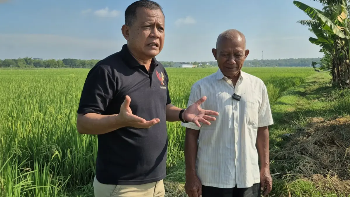 Screenshot Video chanel NUsantara Chanel AGRI FANANI, Petani Kumaidi di Plosorejo menunjukkan kondisi padi yang siap memasuki masa panen.