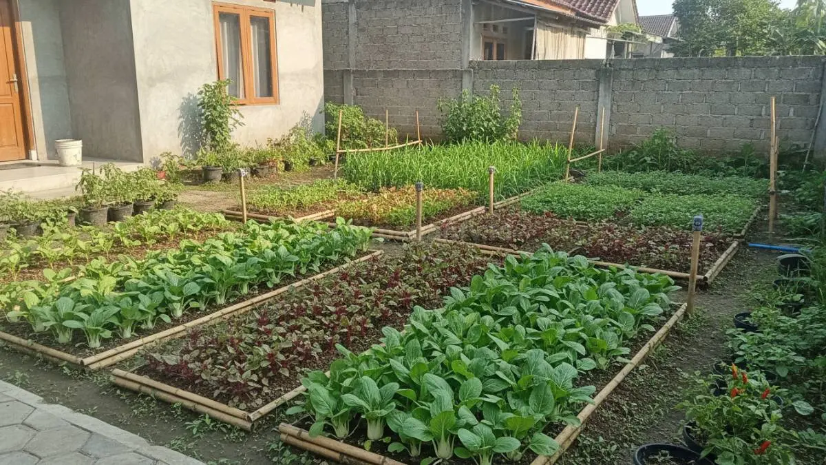 Kebun sayur samping rumah menghasilkan kangkung bayam pakcoy segar untuk konsumsi keluarga harian (BTV/Ai)

