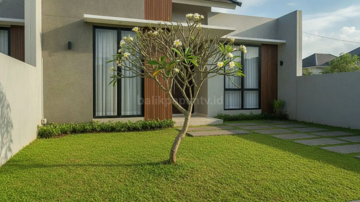 Taman rumput dengan satu pohon fokus menciptakan tampilan halaman yang rapi, sederhana, dan tetap menarik. (BTV/Ai)
