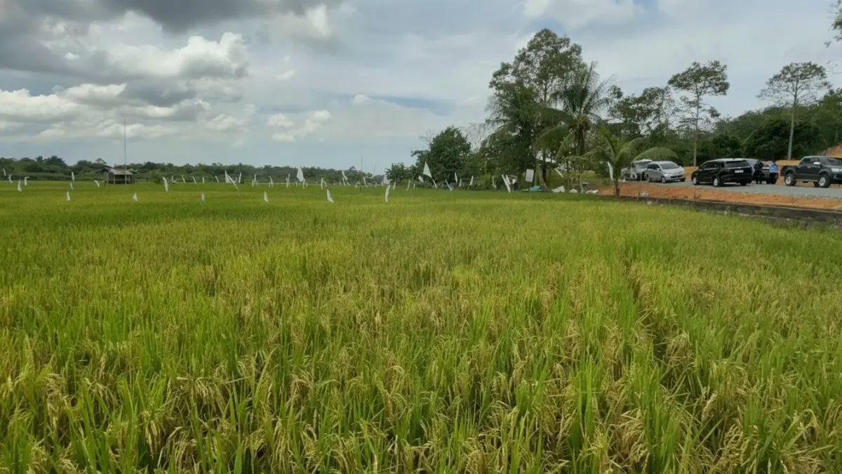 Kawasan sawah Teritip menjadi fokus rehabilitasi untuk mendukung ketahanan pangan Balikpapan.