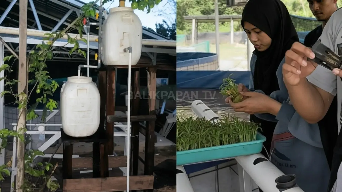 Instalasi aquaponik memanfaatkan air kolam lele sebagai nutrisi alami bagi tanaman kangkung.