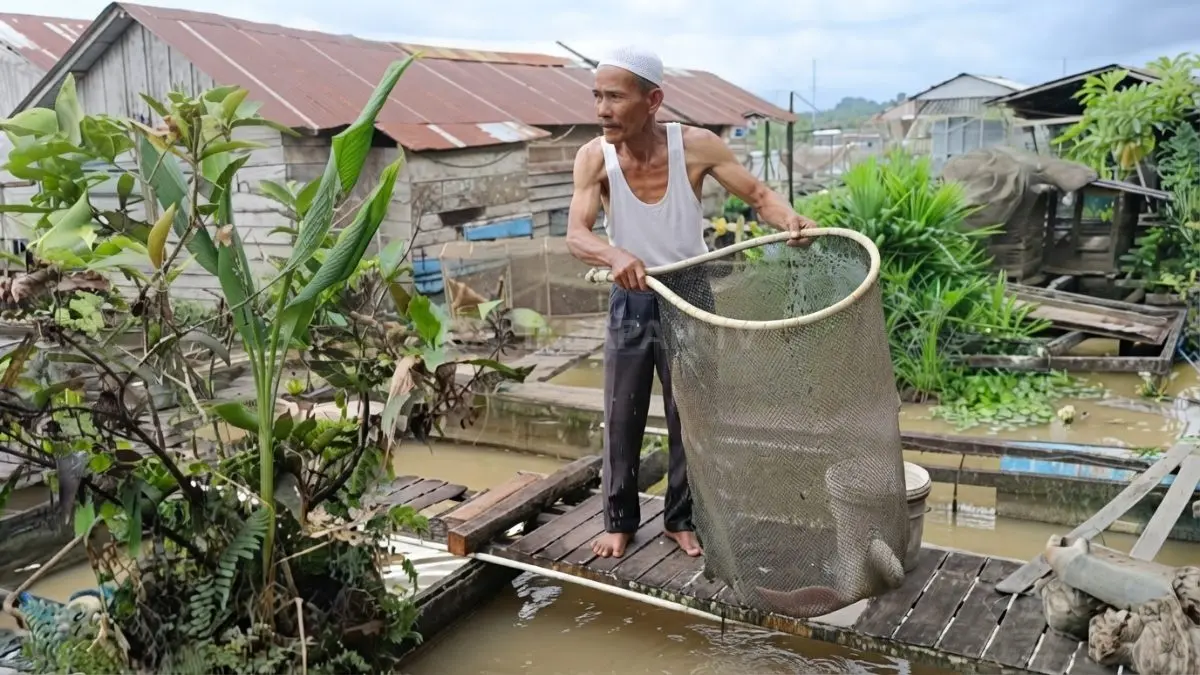Aktivitas pembudi daya memanen ikan air tawar di keramba Kalimantan Timur yang menjadi penyumbang produksi terbesar.