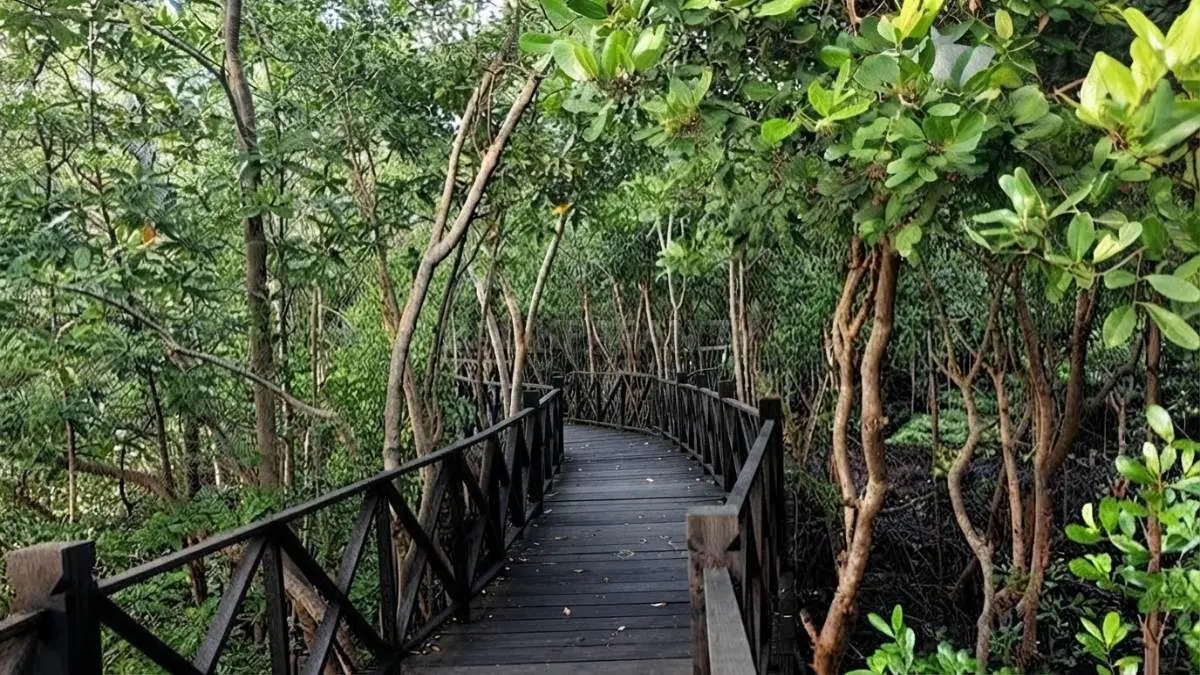 Jembatan kayu ulin menjadi akses bagi wisatawan untuk menikmati keasrian hutan mangrove sambil menjaga kelestarian lingkungan. (BTV/AI)