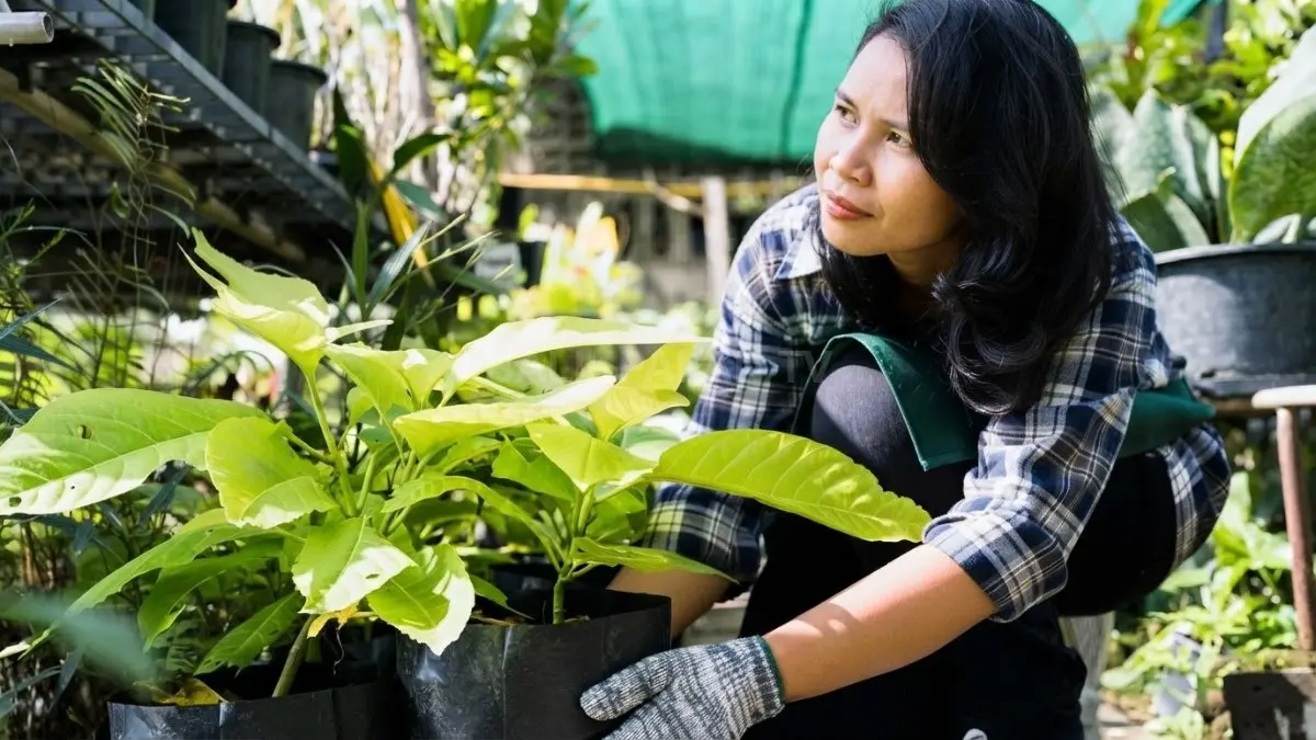 Merawat tanaman di pekarangan menjadi aktivitas yang menenangkan sekaligus memiliki nilai ekonomi. (BTV/AI)