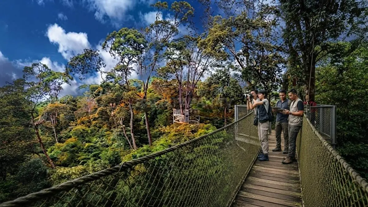 Bukit Bangkirai menawarkan ekowisata hutan hujan tropis dengan konservasi, edukasi, dan keanekaragaman hayati melimpah memukau. (BTV/AI)