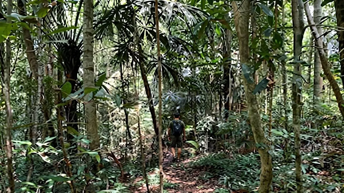 Bukit Bangkirai menghadirkan hutan tropis Kalimantan dengan pohon raksasa dan satwa liar beragam. (BTV/AI)
