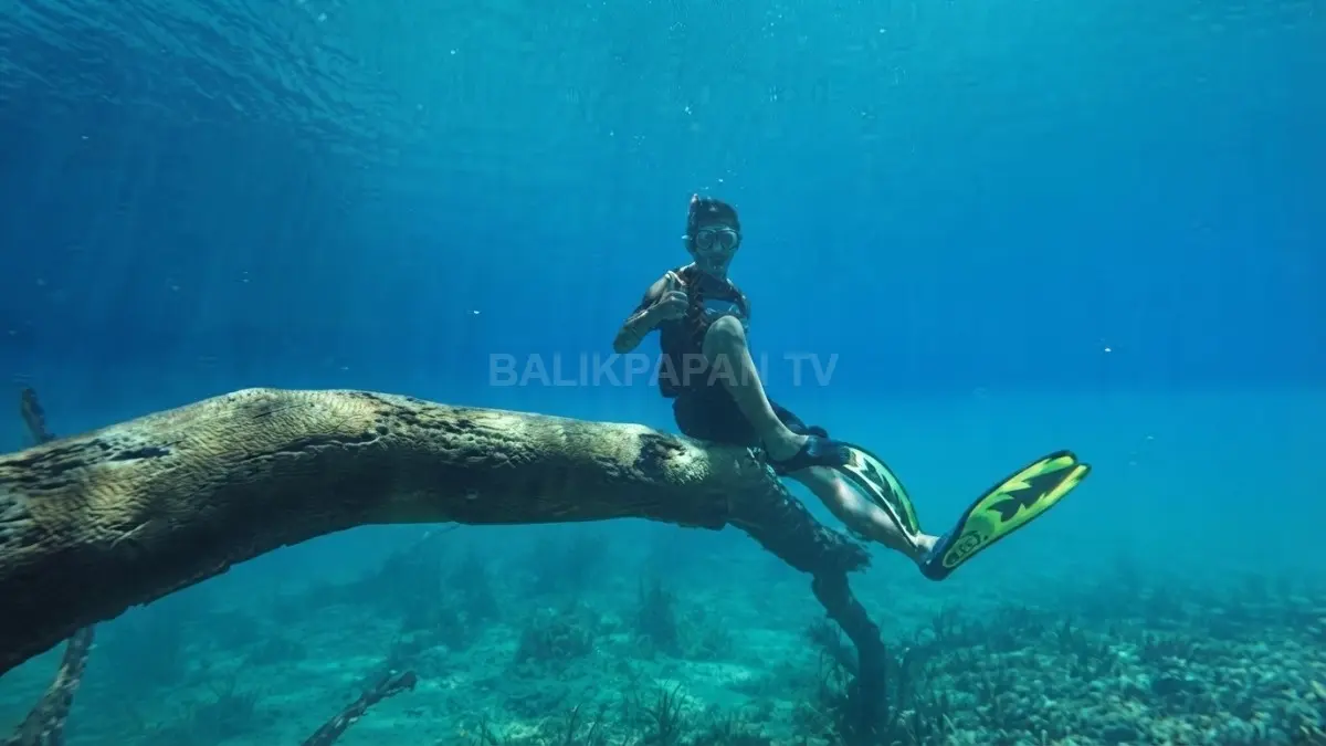 Kejernihan air menghadirkan pengalaman menyelam yang mengungkap pesona alam bawah laut penuh warna dan kehidupan alami (BTV/AI)