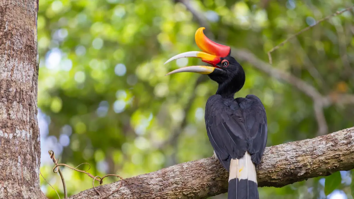 burung ikonik hutan hujan Kalimantan yang sering menjadi target birdwatching dan memiliki peran penting dalam penyebaran biji serta menjaga keseimbangan ekosistem hutan. (BTV/AI)