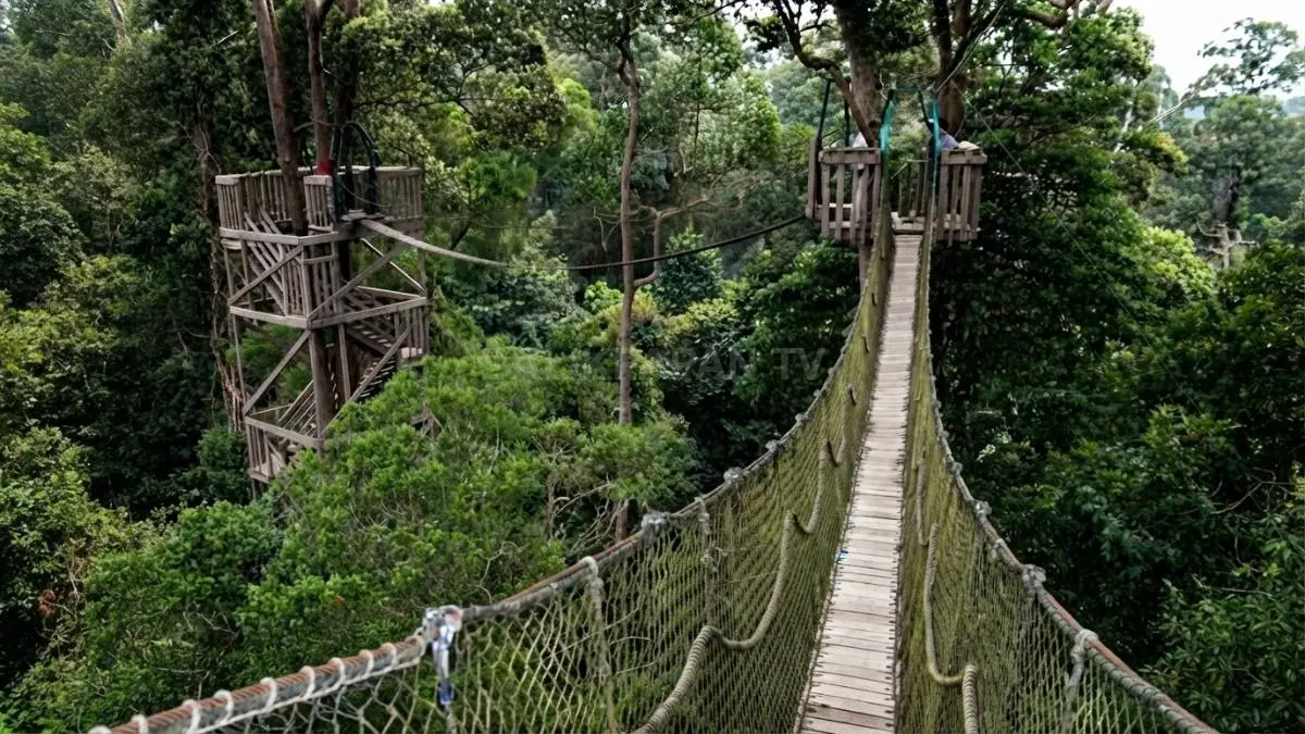 Jembatan gantung kayu yang membentang di antara tajuk pohon bangkirai raksasa dengan latar belakang kanopi hutan hijau lebat. (BTV/Ai)