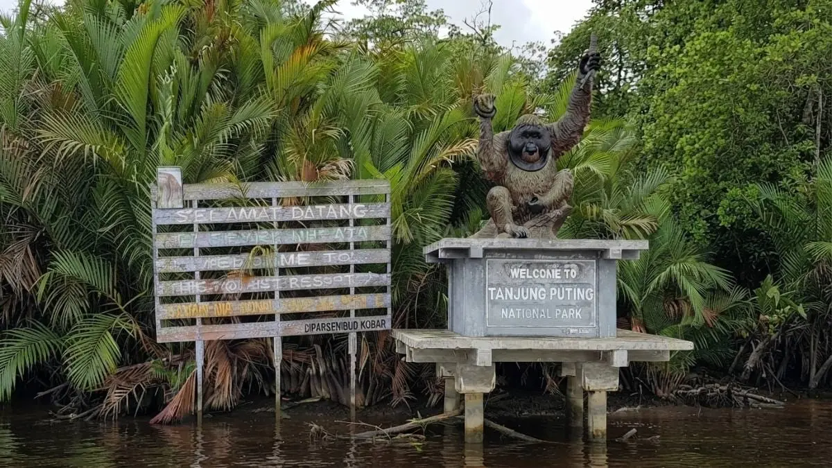 Keindahan Taman Nasional Tanjung Puting menjadi habitat alami orangutan serta hutan tropis yang lestari menawan [BTV:AI]