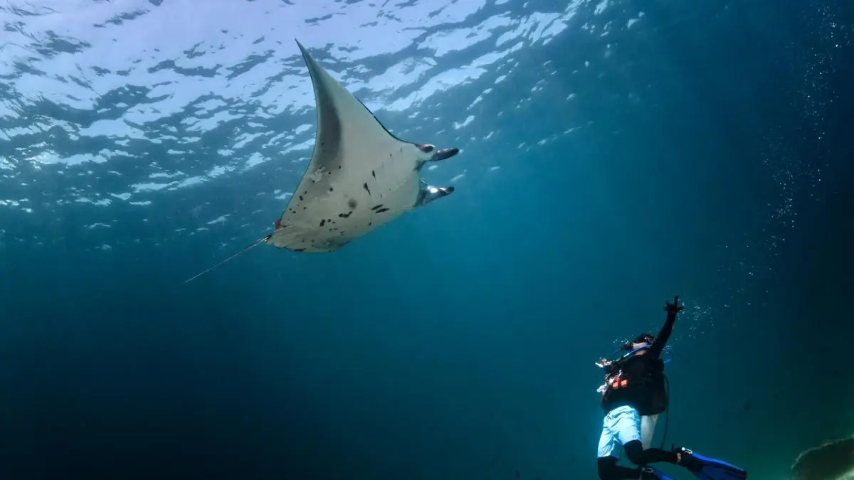Pari manta melayang anggun di cleaning station Sangalaki, memikat penyelam menikmati keajaiban laut tropis Indonesia (BTV/AI)