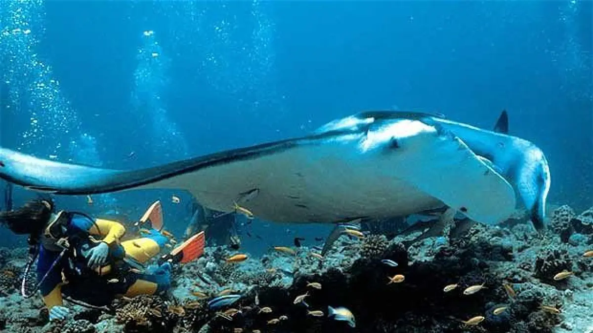 Pari manta melayang di cleaning station Pulau Sangalaki, memukau penyelam dengan keindahan alaminya (BTV/AI)