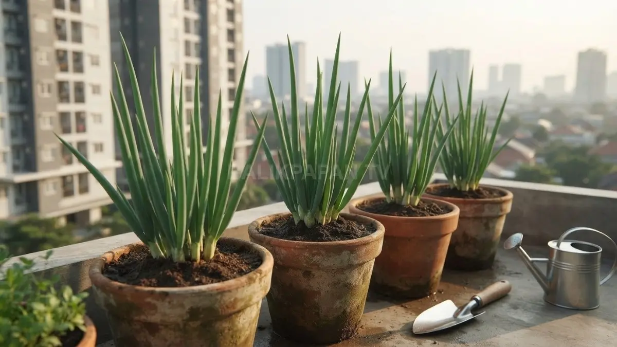 Menanam daun bawang di pot menjadi solusi praktis menghadirkan panen segar meski lahan rumah terbatas setiap hari. (BTV/AI)