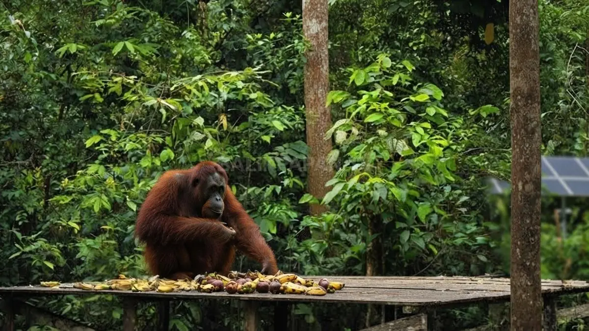 Menjelajahi Tanjung Puting memberikan pengalaman ekowisata sekaligus mendukung upaya konservasi orangutan Kalimantan yang berharga bersama. (BTV/AI)