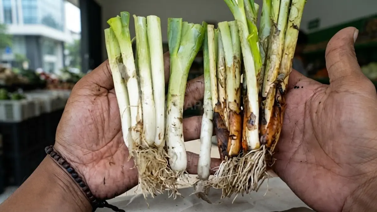 Pangkal daun bawang sisa dapur dapat ditanam kembali menjadi tanaman baru yang produktif dan hemat. (BTV/AI)