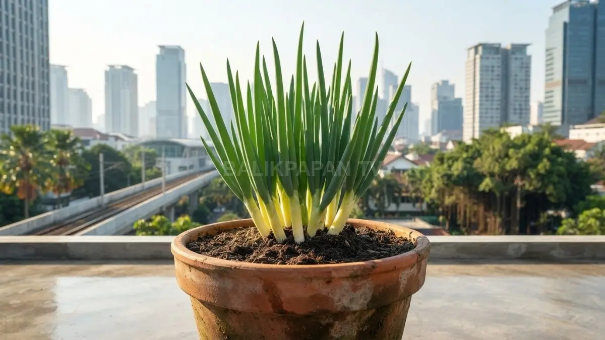 Perawatan sederhana membuat daun bawang di pot tetap subur dan produktif selama berbulan-bulan tanpa penyemaian ulang. (BTV/AI)