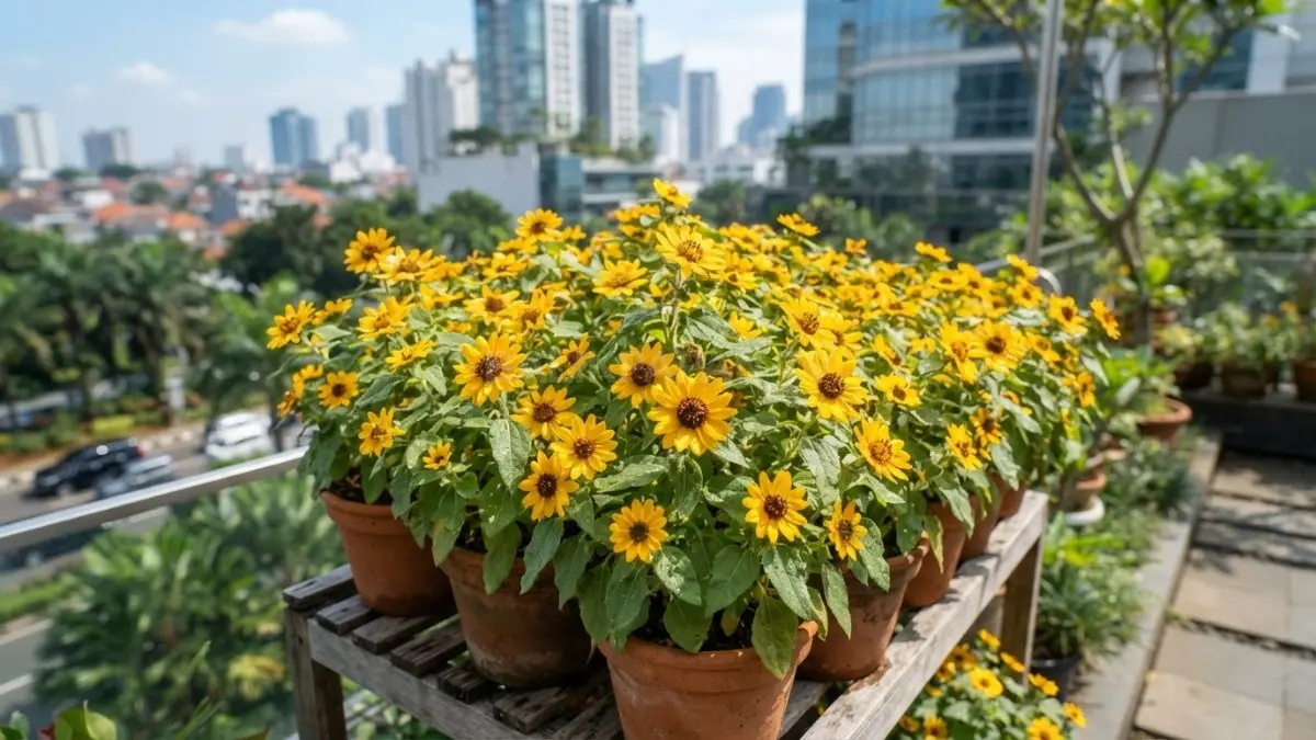 Sunny Smile bunga matahari mini cerah cocok menghiasi meja taman maupun balkon mungil estetik alami (BTV/AI)