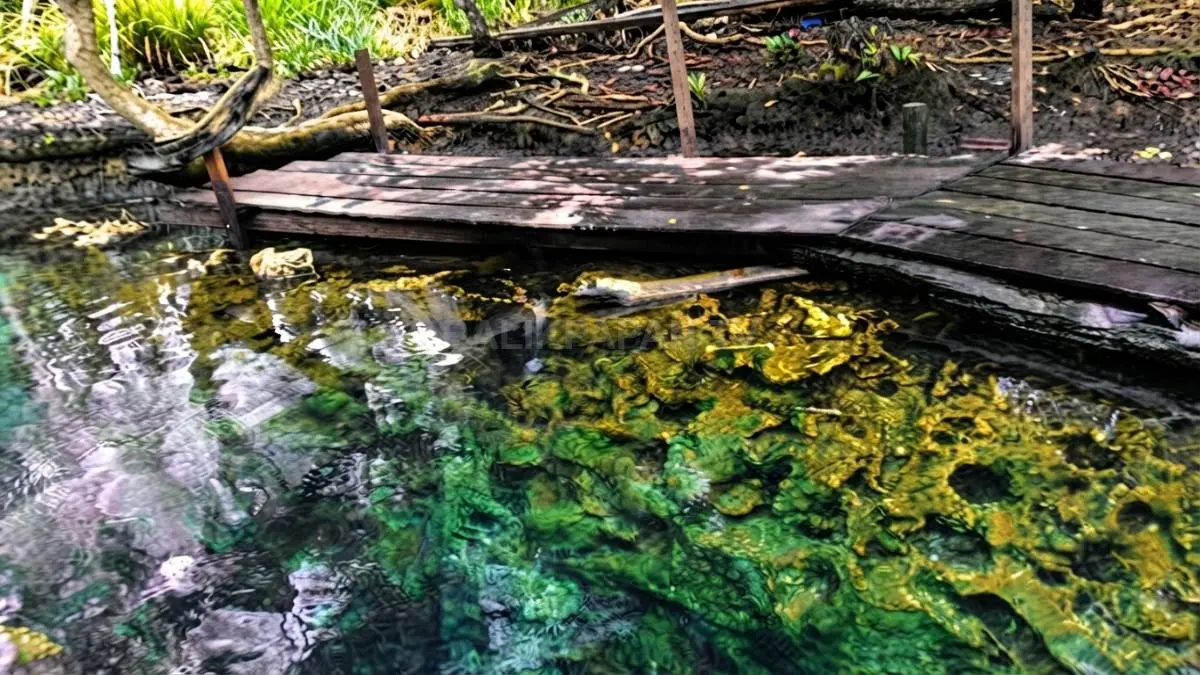 Air Panas Biatan menawarkan wisata alam unik dengan sumber air panas alami di tengah kawasan hutan Berau. (BTV/AI)