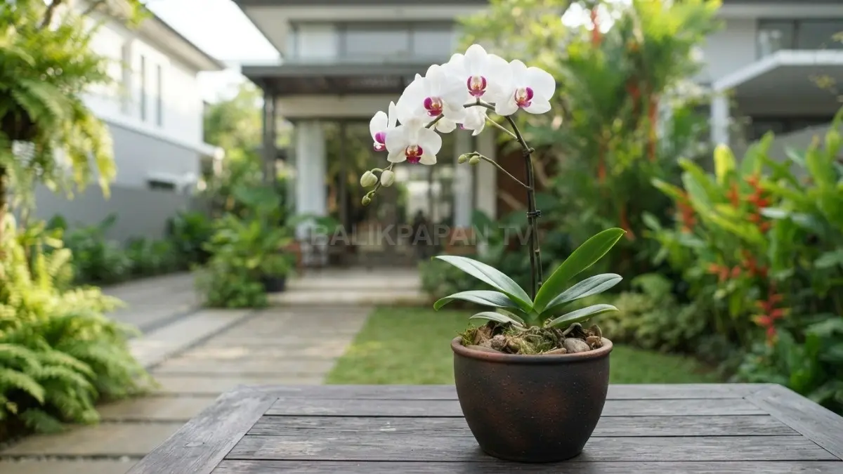 Anggrek dalam pot keramik tampil rapi, mudah dipindahkan, sekaligus menjaga kelembapan media tanam tetap stabil (BTV/AI)