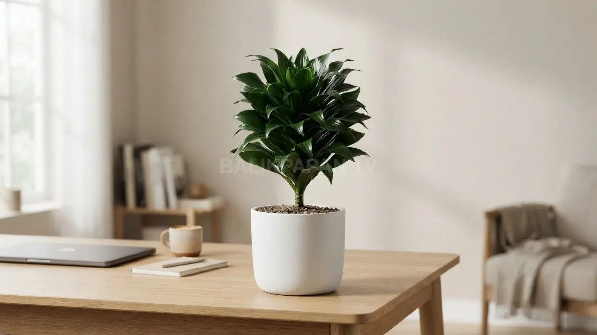 Dracaena Compacta berbentuk menyerupai nanas mini, sangat cocok mempercantik meja kerja minimalis Anda. (BTV/Ai)