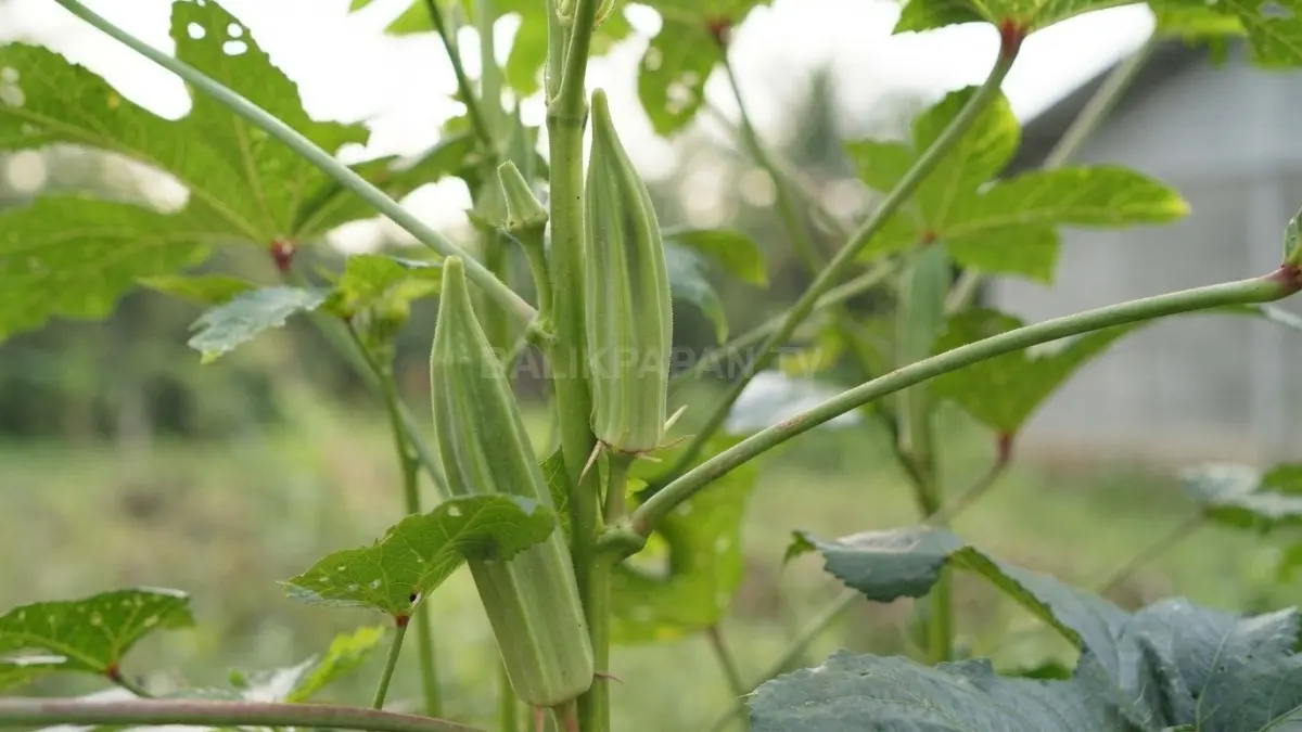 Iklim tropis Indonesia mendukung pertumbuhan okra sehingga mudah dibudidayakan hampir sepanjang tahun dengan hasil optimal. (BTV/AI)