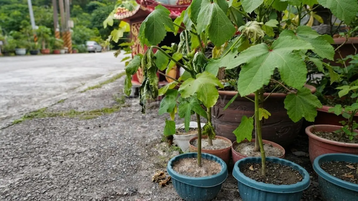 Menghindari kesalahan sejak awal membantu tanaman okra menghasilkan buah yang lebih berkualitas dan melimpah bersama. (BTV/AI)