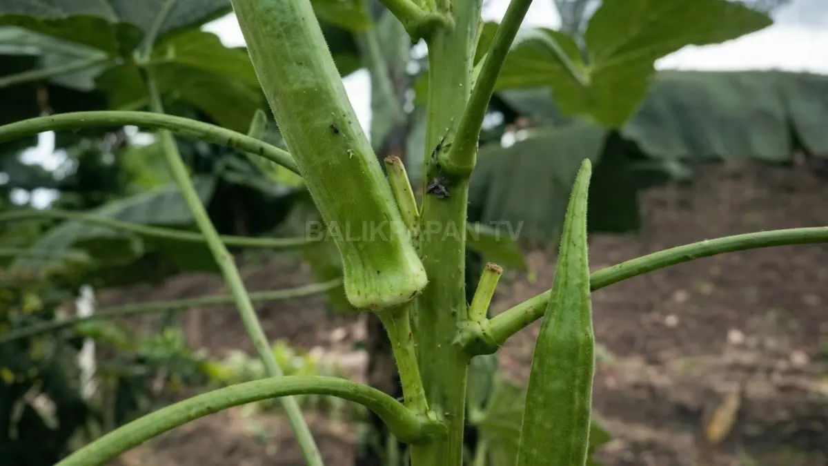 Okra cocok ditanam di pot maupun pekarangan sebagai pilihan urban farming yang praktis untuk pemula bersama. (BTV/AI)