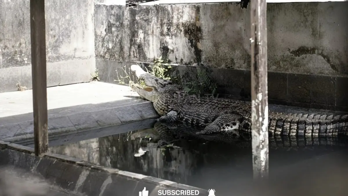 Pengunjung menyaksikan buaya muara saat pemberian pakan di Penangkaran Tritip Balikpapan dalam edukasi konservasi menarik [BTV:AI]