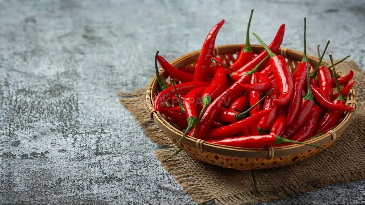 Penyimpanan cabai yang benar membantu mengurangi pemborosan sekaligus menghemat pengeluaran belanja dapur setiap minggu bersama. (BTV/AI)