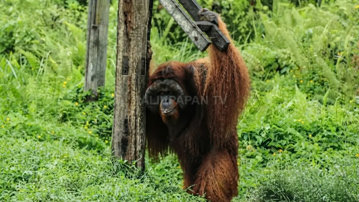 Wisatawan mengamati orangutan rehabilitasi dari menara pandang, mendukung konservasi satwa sekaligus pemberdayaan masyarakat lokal berkelanjutan aktif. (BTV/AI)