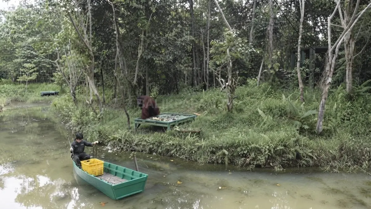 Wisatawan menyaksikan orangutan rehabilitasi beraktivitas alami di Samboja Lestari sambil mempelajari konservasi satwa Kalimantan langsung berkelanjutan (BTV/AI)