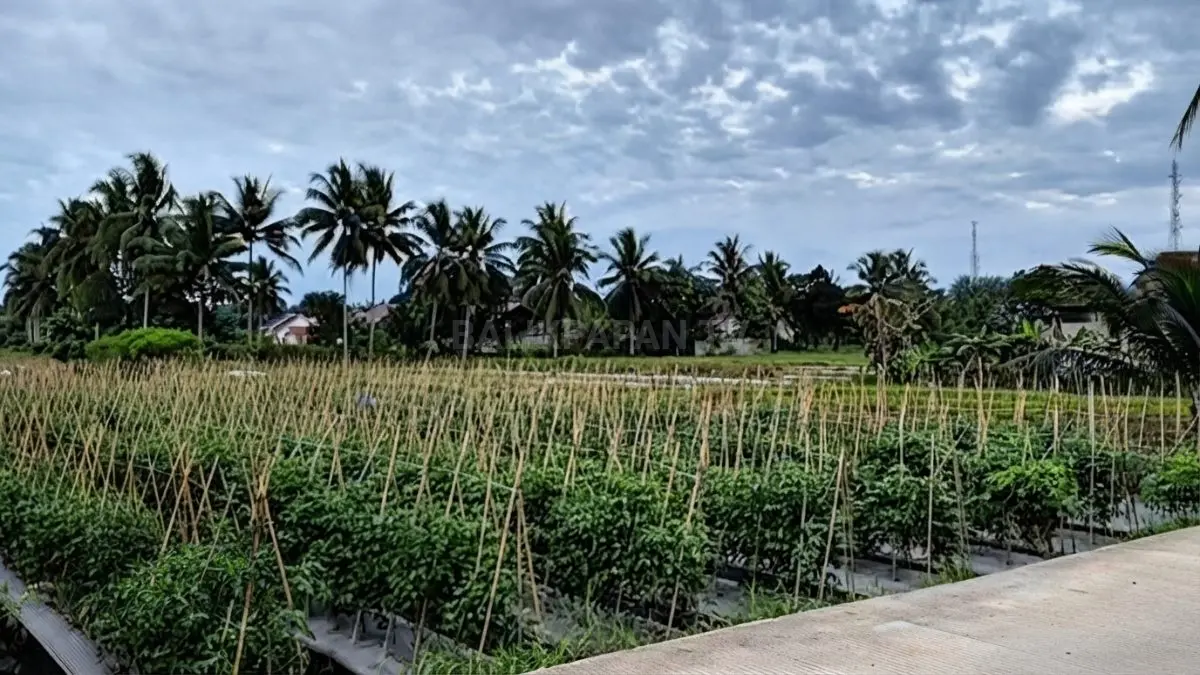 Kebijakan strategis Pemerintah Kabupaten Penajam Paser Utara mengoptimalkan sektor produktif guna mendorong pertumbuhan ekonomi dan kesejahteraan masyarakat. (BTV/AI)