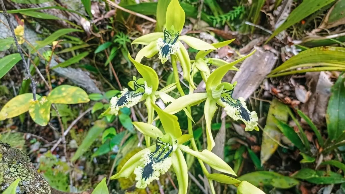 Cagar Alam Kersik Luway dan Taman Budaya Sendawar melestarikan flora endemis serta budaya Dayak Kutai Barat. (BTV/AI)