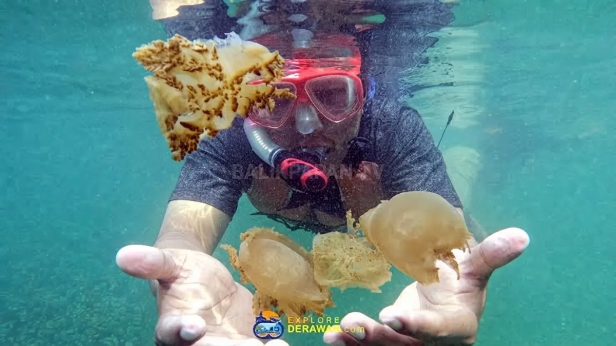 Kepulauan Derawan dan Danau Kakaban menghadirkan terumbu karang, ubur-ubur tanpa sengat, serta pesona bahari dunia. (BTV/AI)