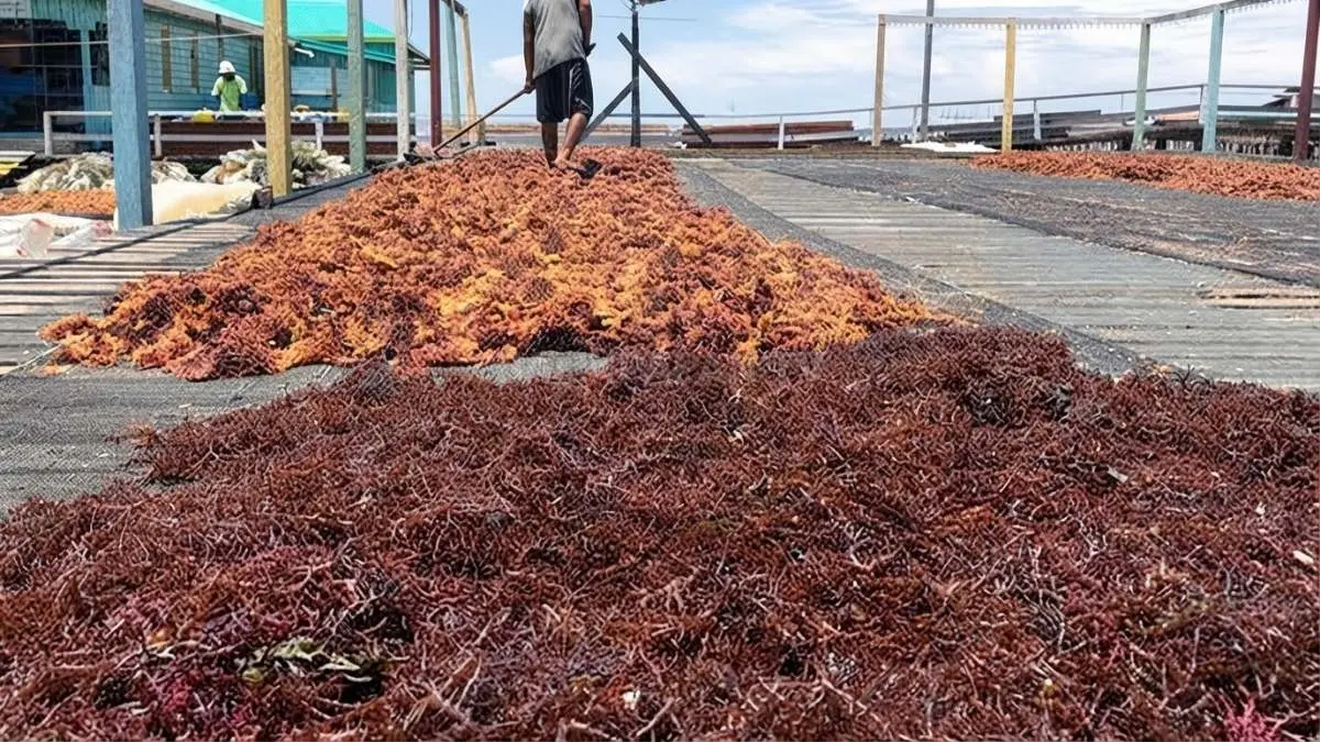 Budidaya rumput laut Desa Bohesilian menggerakkan ekonomi lokal, menyerap tenaga kerja, hingga menembus pasar ekspor internasional. (BTV/AI)