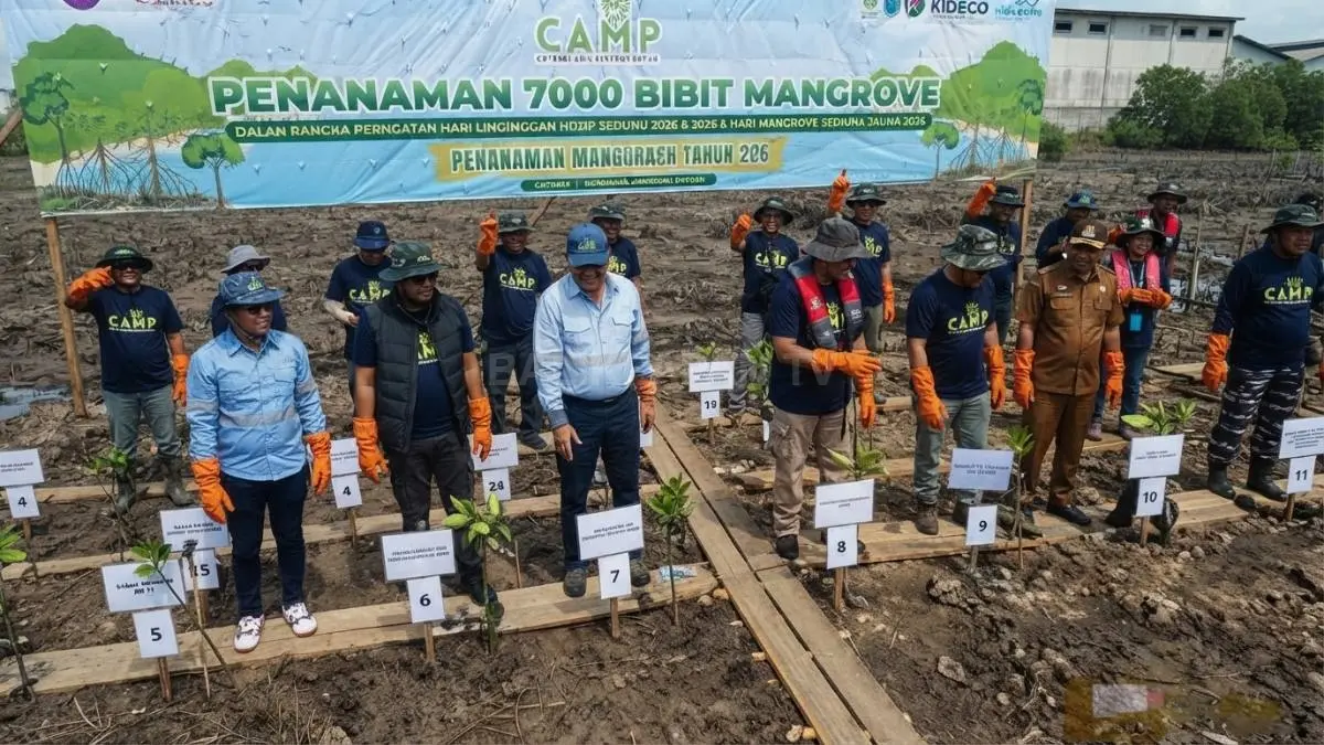 PT CTA tanam 7.000 bibit mangrove melalui program CAMP 2026 di Muara Adang, Long Ikis. (BTV/AI)
