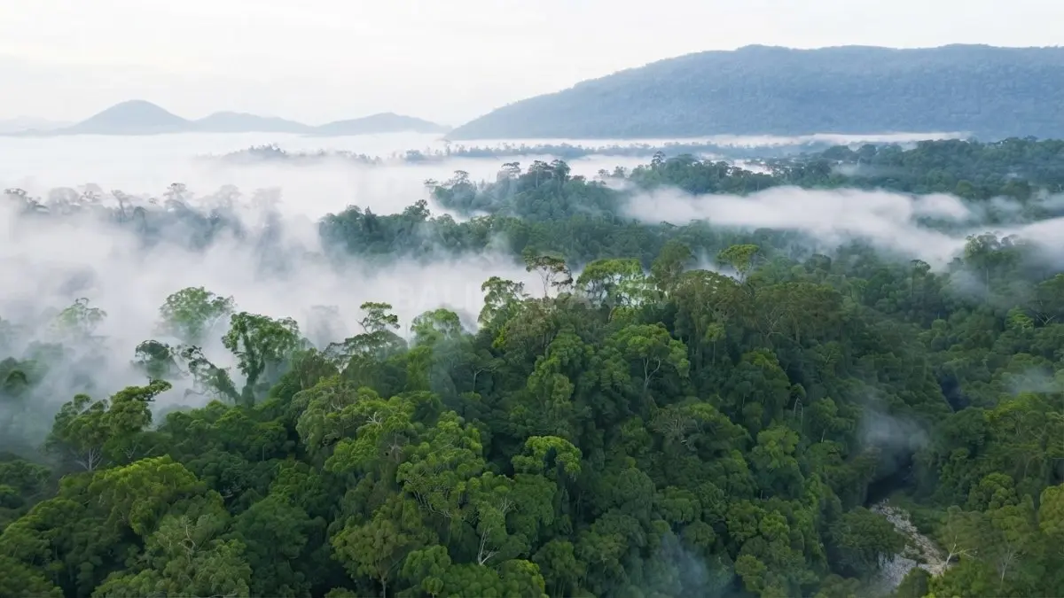 Pemandangan indah Gunung Bukit Raya dari atas diselimuti hijau pepohonan dan embun pagi segar. (BTV/Ai)
