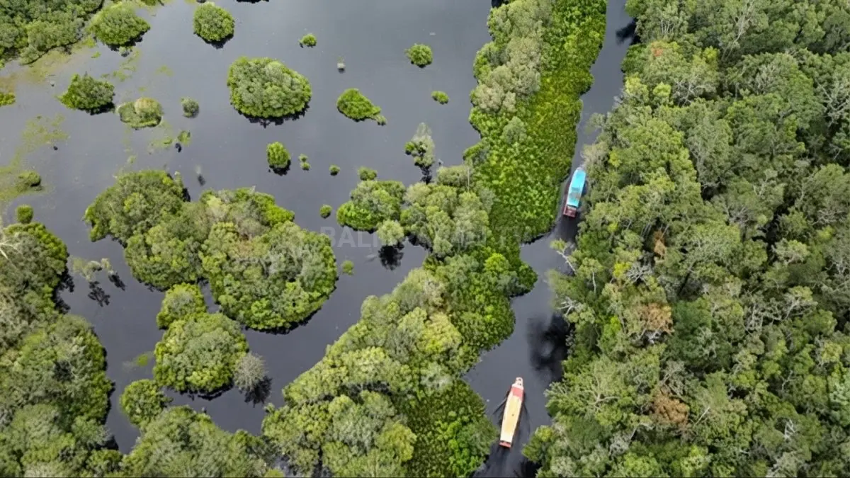 Konservasi orangutan Tanjung Puting menjaga habitat satwa endemik melalui ekowisata berkelanjutan di tengah ancaman perkebunan sawit. (BTV/AI)