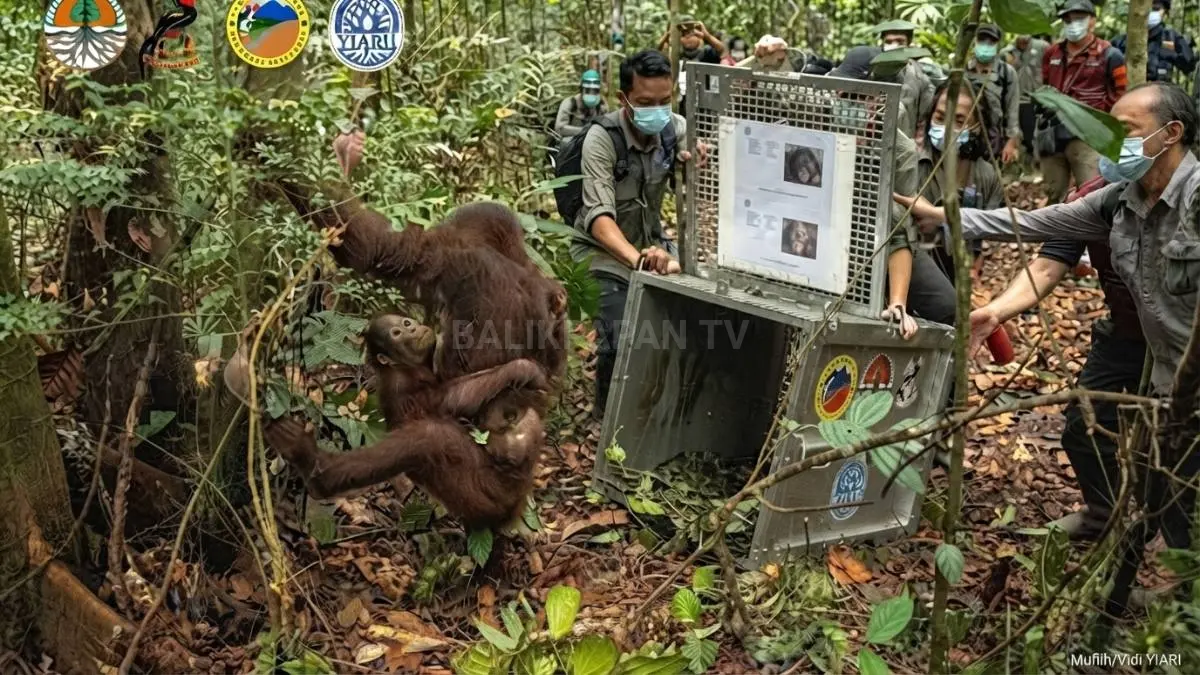 Orangutan jantan alpha Tanjung Puting mempertahankan wilayah melalui kekuatan, dominasi, dan perilaku alami di habitatnya. (BTV/AI)