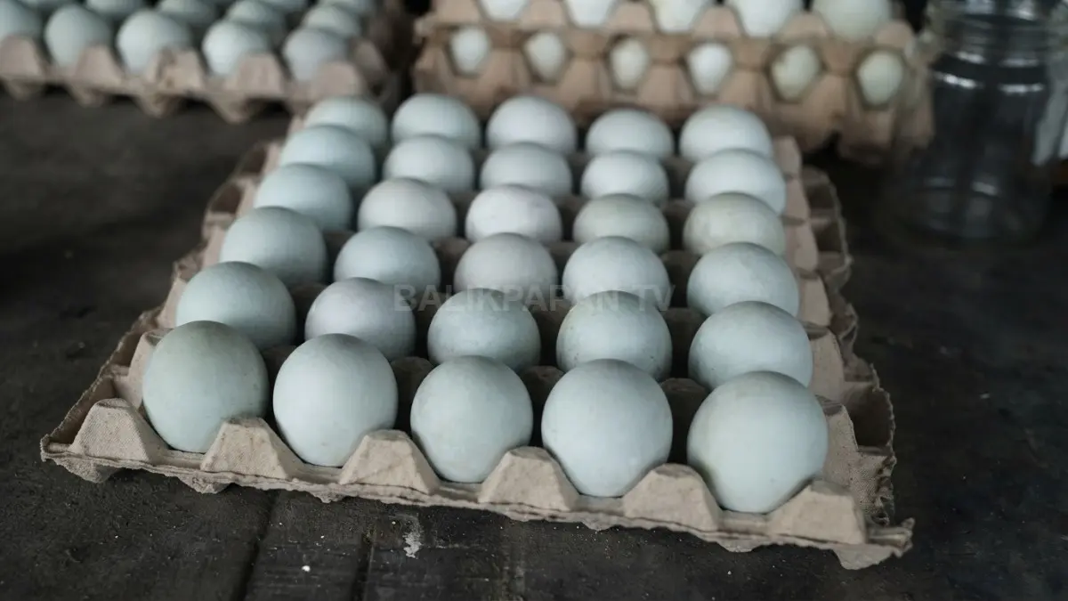 Peternakan telur bebek lokal di Balikpapan menjaga kualitas produksi melalui pemeliharaan alami dan pengembangan usaha masyarakat. (BTV/Ai)
