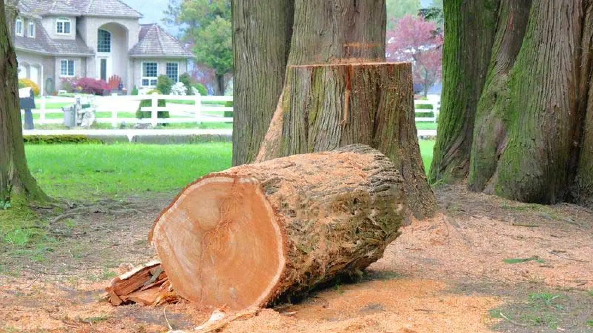 Aroma hangat kayu cedar menghadirkan kesan eksklusif sekaligus membantu mengurangi bau lembap ruangan tertutup alami. (BTV/AI)