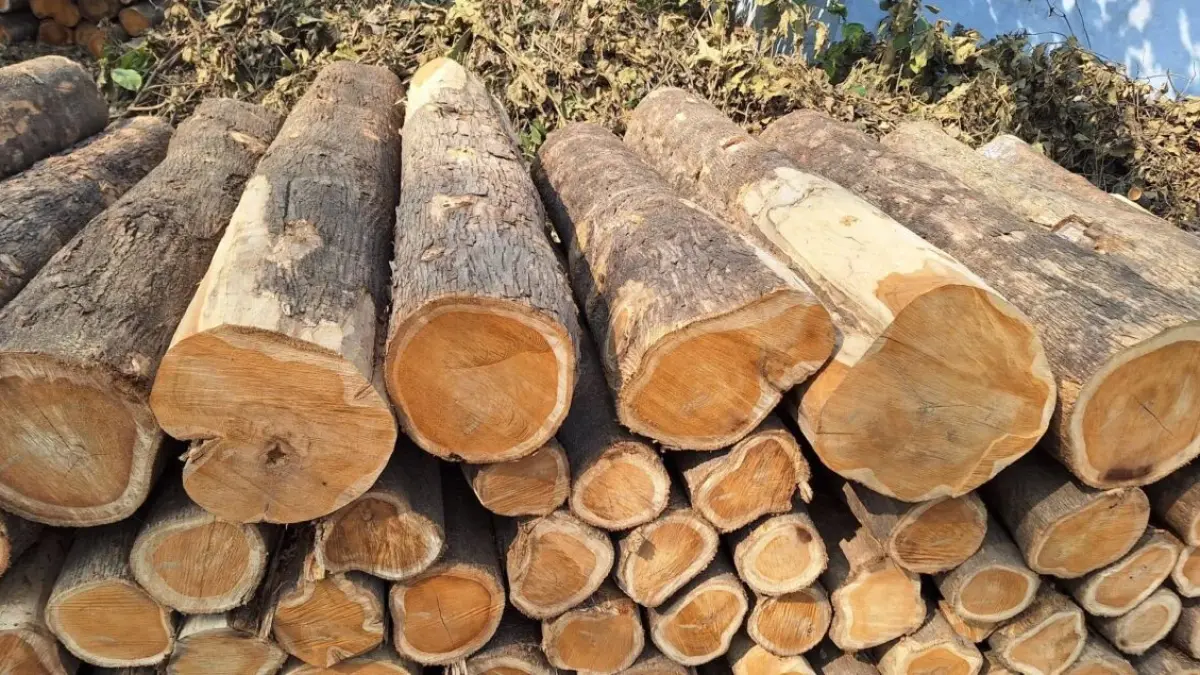 Aroma hangat kayu cedar menghadirkan kesan eksklusif sekaligus membantu mengurangi bau lembap ruangan tertutup alami. (BTV/AI)