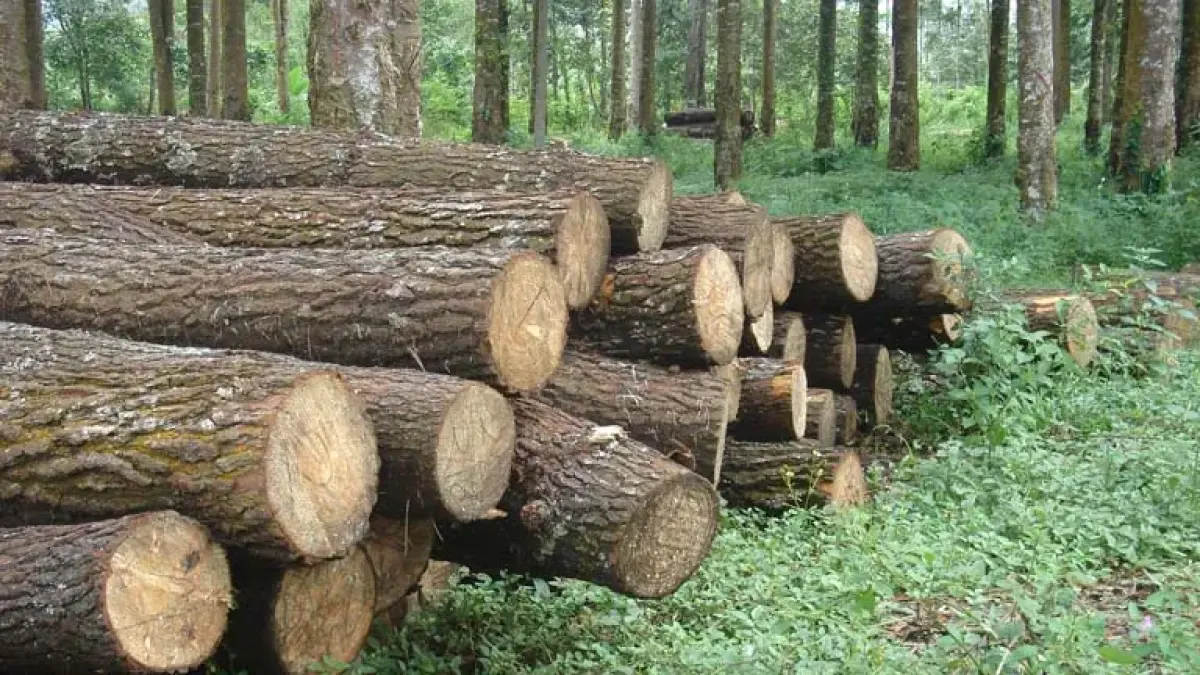 Kayu pinus menghadirkan aroma segar alami, menciptakan suasana hangat dengan pencahayaan ruangan yang tepat. (BTV/AI)
